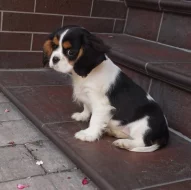 Kavalír King Charles Španěl kluci