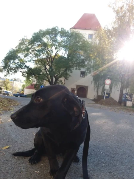 Štěně Labradora fenka