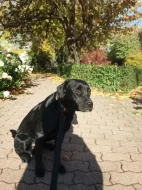 Prodám štěně Labradorského retrívra