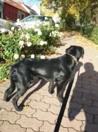Prodám štěně Labradorského retrívra