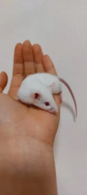 Myš