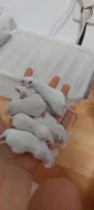 Myš