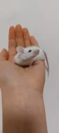 Myš