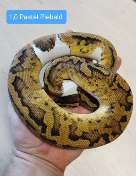 Mladé z odchovu Krajty královské