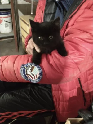 Daruji černé kotě