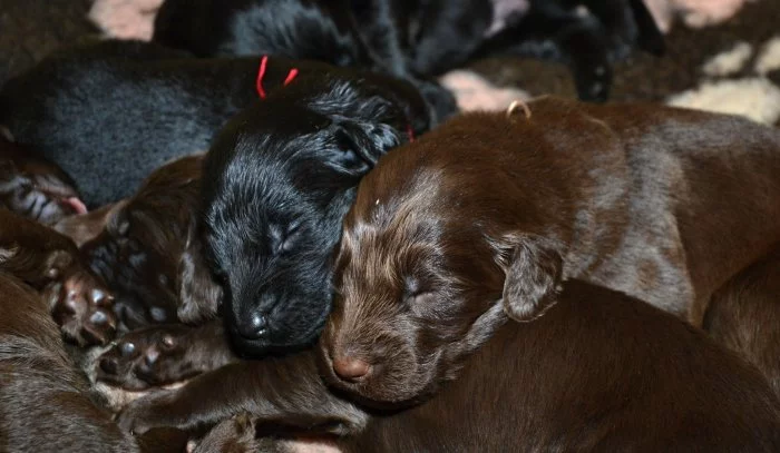 Flat coated retriever