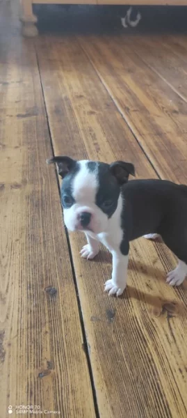 Bostonský teriér bez PP