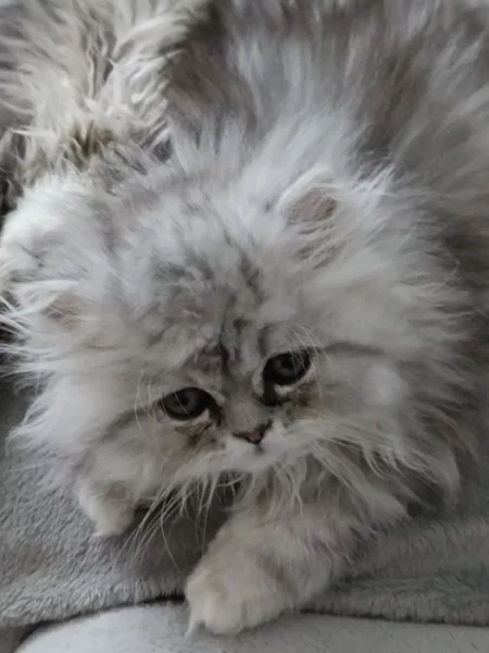 Prodám poslední perské koťátko s PP