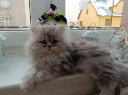 Prodám poslední perské koťátko s PP