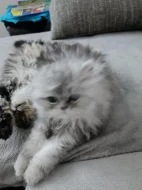 Prodám poslední perské koťátko s PP