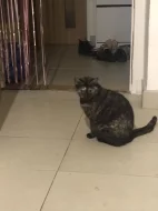 Naše kočička hledá nový domov