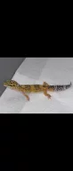 Prodám gekončíky noční s určenou genetikou