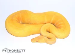 ŽIVÁ EXOTIKA 16.12.23 - KRAJTA KRÁLOVSKÁ - Python regius !!! SLEVA -25% NA VŠE !!!