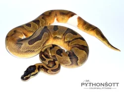ŽIVÁ EXOTIKA 16.12.23 - KRAJTA KRÁLOVSKÁ - Python regius !!! SLEVA -25% NA VŠE !!!