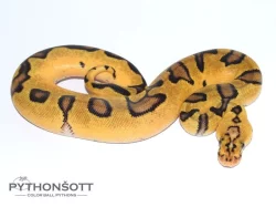 ŽIVÁ EXOTIKA 16.12.23 - KRAJTA KRÁLOVSKÁ - Python regius !!! SLEVA -25% NA VŠE !!!