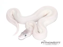 ŽIVÁ EXOTIKA 16.12.23 - KRAJTA KRÁLOVSKÁ - Python regius !!! SLEVA -25% NA VŠE !!!
