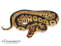 ŽIVÁ EXOTIKA 16.12.23 - KRAJTA KRÁLOVSKÁ - Python regius !!! SLEVA -25% NA VŠE !!!