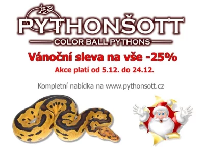 ŽIVÁ EXOTIKA 16.12.23 - KRAJTA KRÁLOVSKÁ - Python regius !!! SLEVA -25% NA VŠE !!!