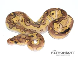 ŽIVÁ EXOTIKA 16.12.23 - KRAJTA KRÁLOVSKÁ - Python regius !!! SLEVA -25% NA VŠE !!!