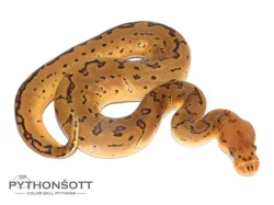 ŽIVÁ EXOTIKA 16.12.23 - KRAJTA KRÁLOVSKÁ - Python regius !!! SLEVA -25% NA VŠE !!!