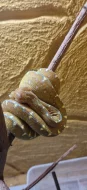morelia viridis