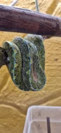 morelia viridis