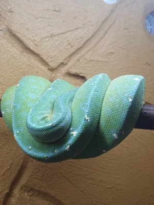 morelia viridis