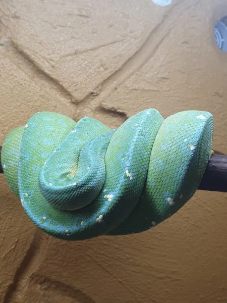 morelia viridis