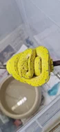 morelia viridis