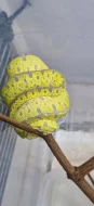 morelia viridis