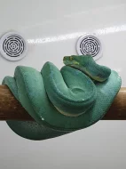 morelia viridis