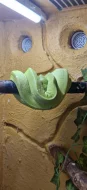 morelia viridis