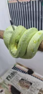 morelia viridis