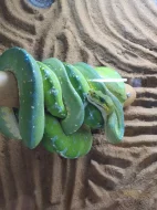 morelia viridis