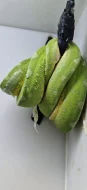 morelia viridis