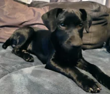 Patterdale teriér