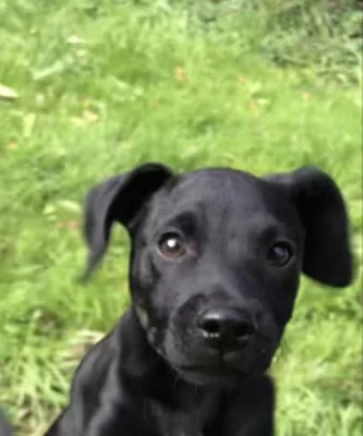 Patterdale teriér