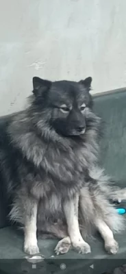 Německý špic vlčí štěňata