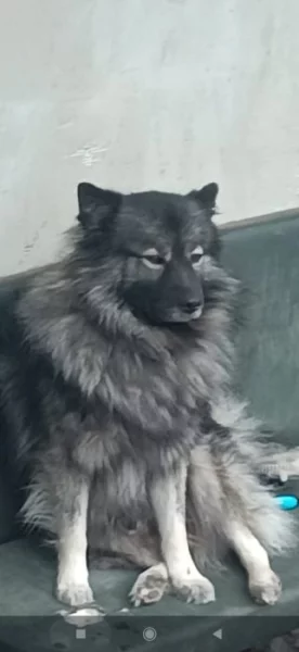 Německý špic vlčí štěňata