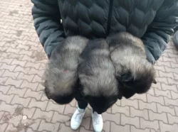 Německý špic vlčí štěňata