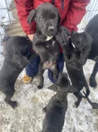 Cane Corso
