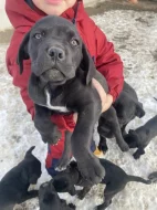 Cane Corso
