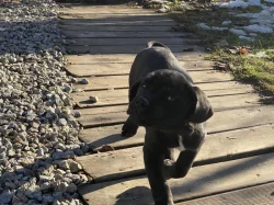 Cane Corso