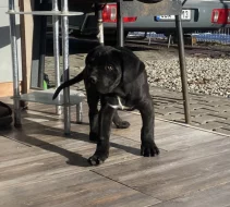 Cane Corso