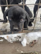 Cane Corso