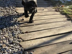Cane Corso