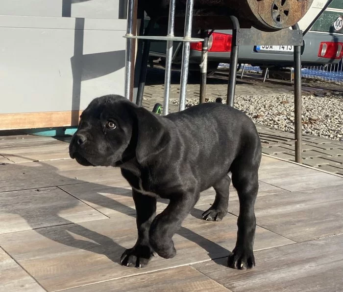 Cane Corso