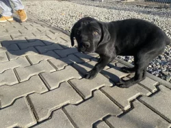 Cane Corso