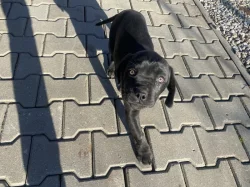 Cane Corso