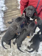 Cane Corso